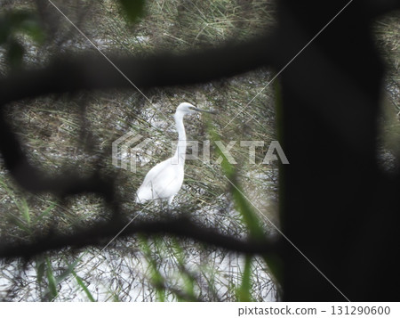 An elegant white great egret emerges from the dark undergrowth An elegant white great egret emerges from the dark undergrowth 131290600