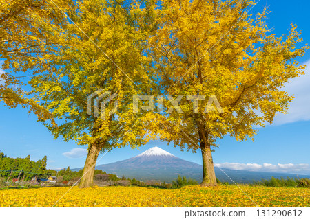 Mt. Fuji Ginkgo 131290612