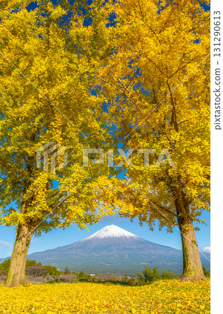 富士銀杏 131290613