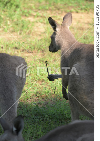 Do kangaroos who find a Y-shaped branch think it's a fortune teller? Do kangaroos who find a Y-shaped branch think it's a fortune teller? 131290735