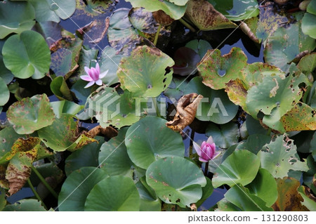 水面上盛開的睡蓮的光芒 131290803