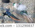 Stylish feathers on the back, molting, peacock 131290837