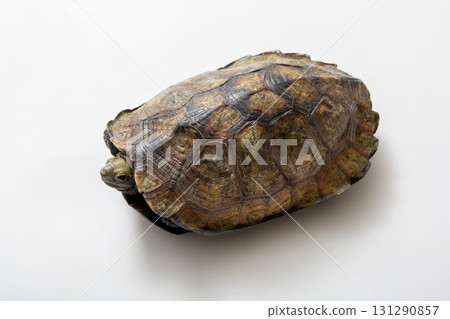 日本池龜，工作室拍攝的白色背景 131290857