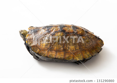 Japanese pond turtle, studio shot on white background 131290860