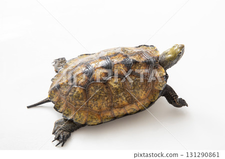 日本池龜，工作室拍攝的白色背景 131290861