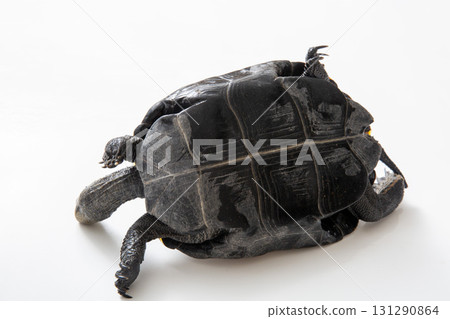 日本池龜，工作室拍攝的白色背景 131290864