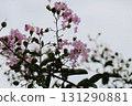 Pink crape myrtle against the autumn sky - Park scenery 131290881