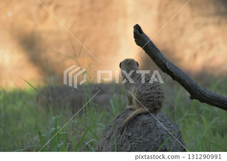 A meerkat wonders where his shadow is, even though he can see the shadow of a tree. 131290991