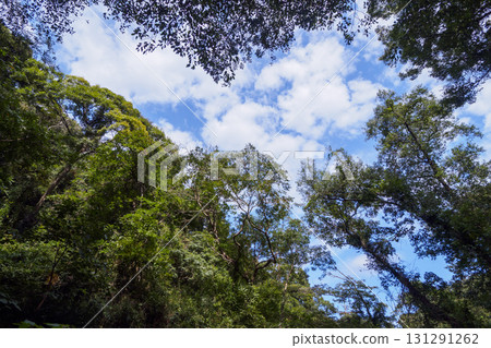 Autumn in Koajiro Forest 131291262
