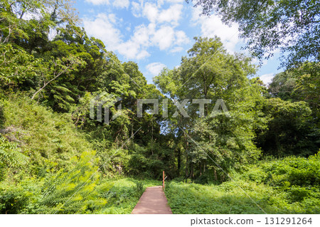Autumn in Koajiro Forest 131291264