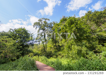 Autumn in Koajiro Forest 131291269