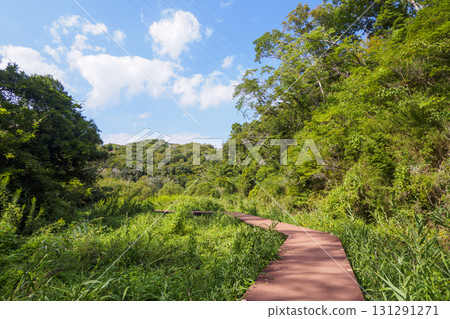 Autumn in Koajiro Forest 131291271