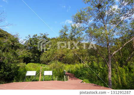 Autumn in Koajiro Forest 131291287
