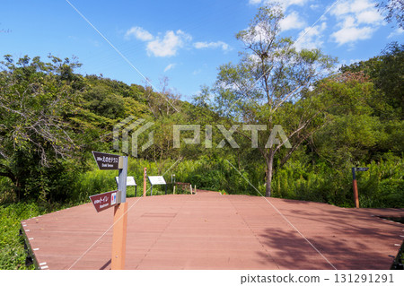 Autumn in Koajiro Forest 131291291