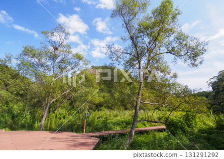 Autumn in Koajiro Forest 131291292