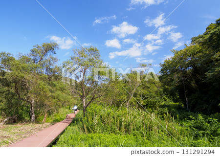 Autumn in Koajiro Forest Autumn in Koajiro Forest 131291294