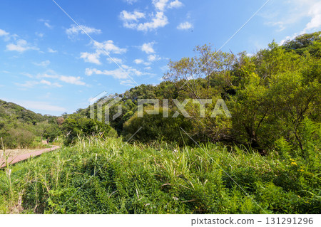 Autumn in Koajiro Forest 131291296