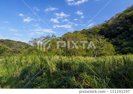 Autumn in Koajiro Forest 131291297