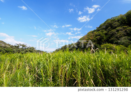 Autumn in Koajiro Forest 131291298