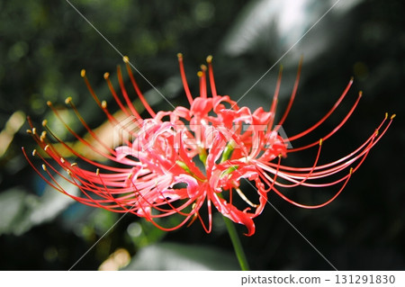 Cluster amaryllis, a symbol of autumn in Japan 131291830