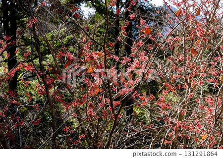 森林裡盛開的金縷梅[相模原市津久井，2月] 131291864