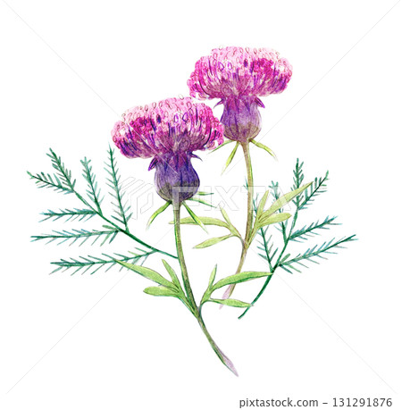 Watercolor illustration, hand-drawn illustration, Japanese plant, thistle Watercolor illustration, hand-drawn illustration, Japanese plant, thistle 131291876