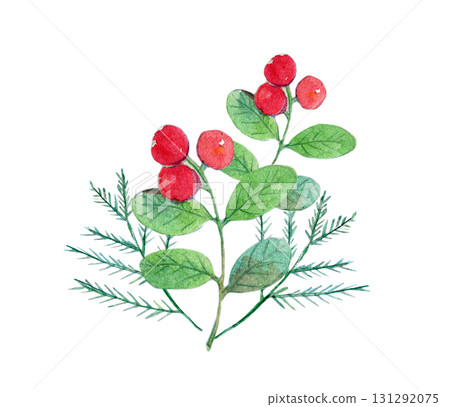 Watercolor illustration, hand-drawn illustration, Japanese plant, cowberry 131292075
