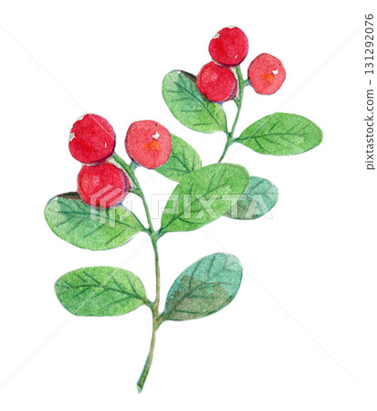 水彩插圖、手繪插圖、日本植物、越橘 131292076