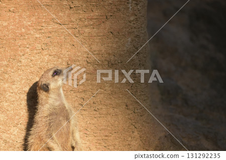 Meerkat doesn't like the noise from the crows 131292235