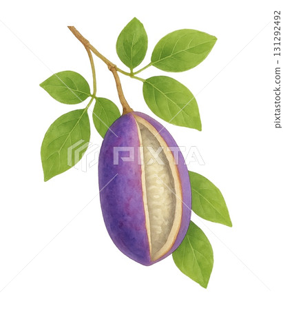 多汁的水彩插圖,描繪了木通的果實和葉子(透明背景)/秋天的味道,日式植物素材 多汁的水彩插圖,描繪了木通的果實和葉子(透明背景)/秋天的味道,日式植物素材 131292492