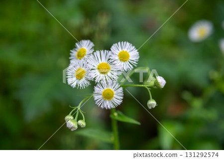 Erigeron White wild flowers blooming in green natural outdoor environment Erigeron White wild flowers blooming in green natural outdoor environment 131292574