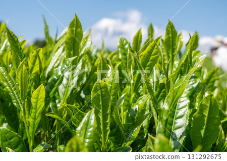 Fresh green tea leaves growing outdoors in sunny plantation field at Shizuoka Japan Fresh green tea leaves growing outdoors in sunny plantation field at Shizuoka Japan 131292675