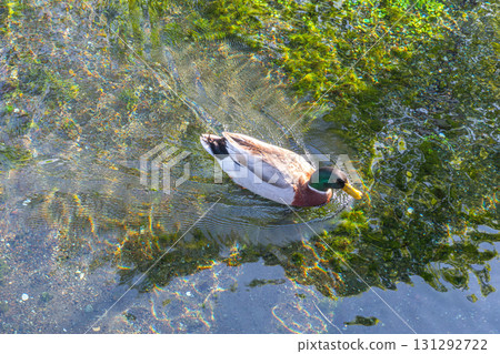 Mallard duck swimming in clear water with green algae in natural habitat 131292722