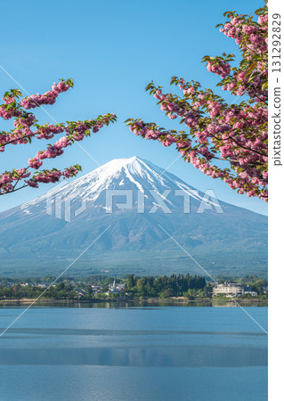 Cherry blossoms framing Mount Fuji over Kawaguchi lake in clear spring day at fujinomiya, shizuoka, japan 131292829