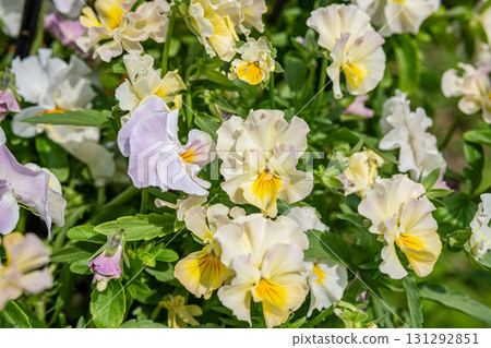 Yellow and white pansy flowers blooming in garden during spring season Yellow and white pansy flowers blooming in garden during spring season 131292851