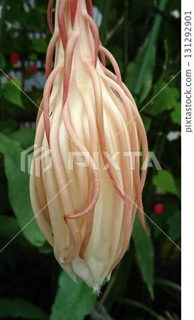 夜間開花的花蕾 131292901