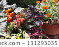 Halloween-themed plantings 131293035