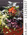 Halloween-themed plantings 131293037