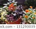 Orange flower arrangement and pot 131293039