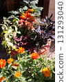 Orange flower arrangement and pot 131293040