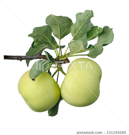 Branch with two green apples isolated on white 131293089