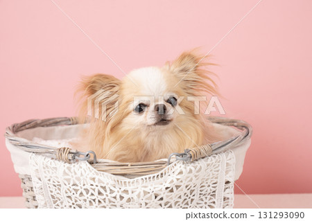 Pink bag and a Chihuahua in a basket 131293090