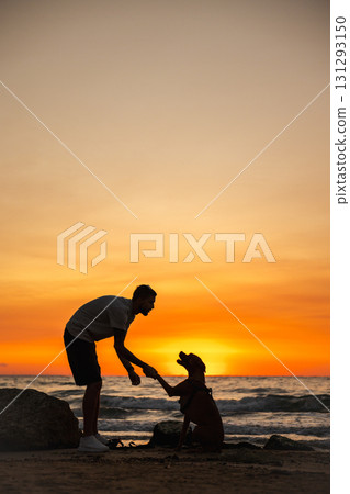 Man giving his German Boxer dog a handshake on the beach during a colorful sunset, silhouette view with ocean waves in the background. 131293150