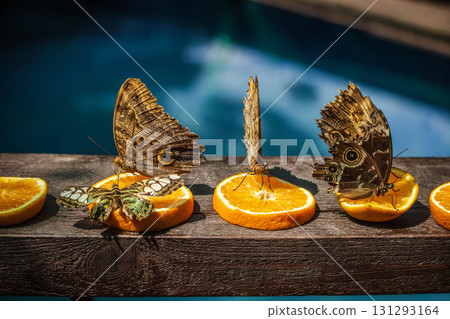 Three butterflies, including two owl butterflies with eye spots and one green clipper, feed on orange slices placed on a wooden surface near water. 131293164