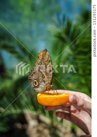 Owl butterfly feeding on a slice of orange held by a hand in a tropical garden, close-up view with copy space. Owl butterfly feeding on a slice of orange held by a hand in a tropical garden, close-up view with copy space. 131293175