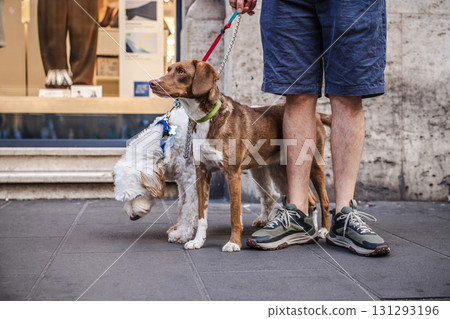 Two dogs on leashes with their owner in Rome, a brown and white Brittany Spaniel and a white Lagotto Romagnolo standing on the city sidewalk Two dogs on leashes with their owner in Rome, a brown and white Brittany Spaniel and a white Lagotto Romagnolo standing on the city sidewalk 131293196