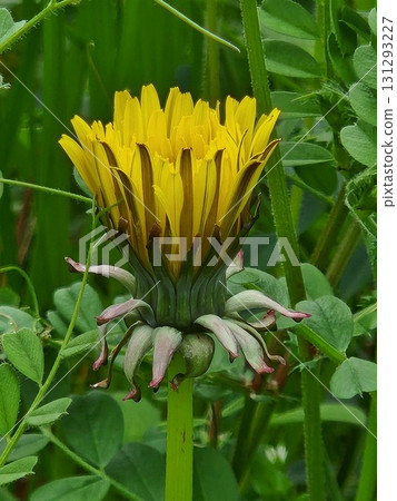 春天開始綻放的蒲公英花的微距照片 131293227