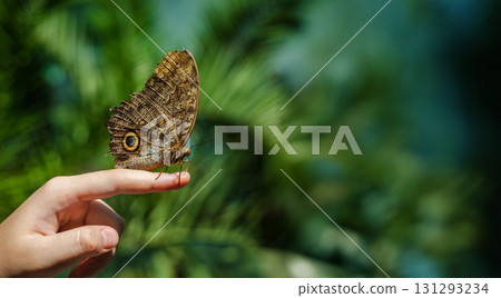 Owl butterfly resting on a person's finger against a blurred green background, symbolizing nature, harmony, and connection. 131293234