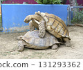 A pair of large Sulcata tortoises engaging in their mating ritual, with one tortoise climbing on the back of the other. Captured outdoors on sandy ground, with a vivid blue wall in the background. 131293362