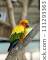 A beautiful Sun Conure parrot with vibrant yellow, orange, and green feathers perches on a branch, looking right. The colorful exotic bird stands out against a blurred natural background. 131293363